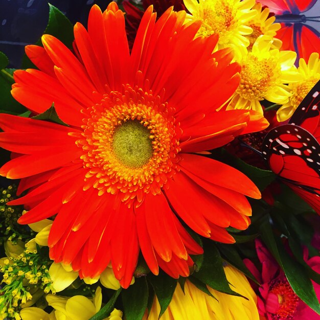 Foto close-up di un fiore rosso