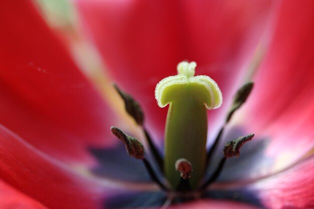 Close-up of red flower