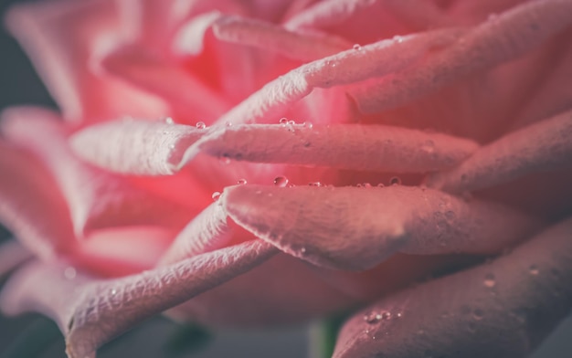 Photo close-up of red flower