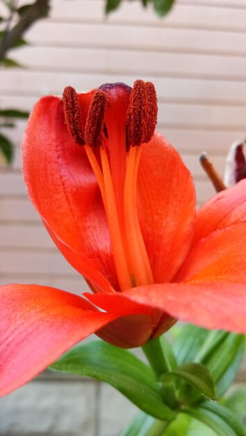 Close-up of red flower