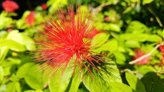 Close-up of red flower