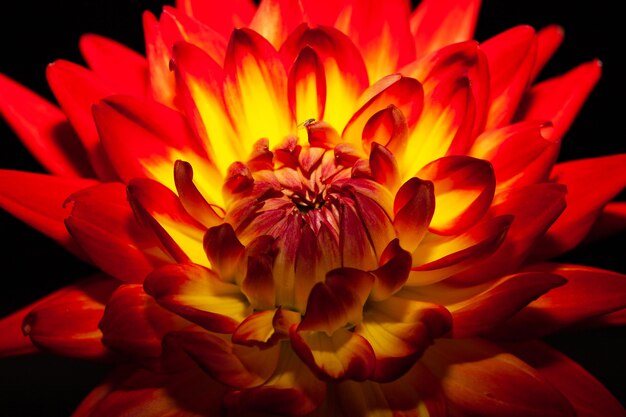 Photo close-up of red flower