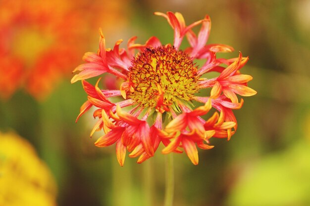 Photo close-up of red flower