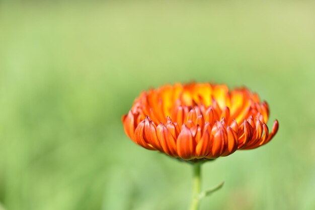 Close-up of red flower