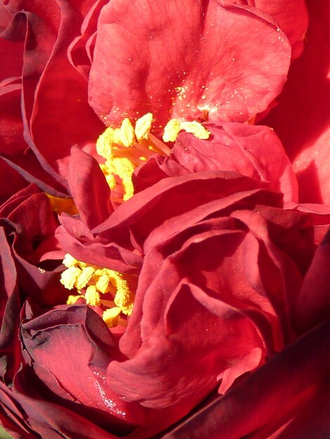 Close-up of red flower