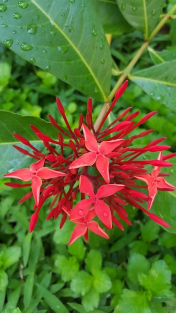 Photo close-up of red flower