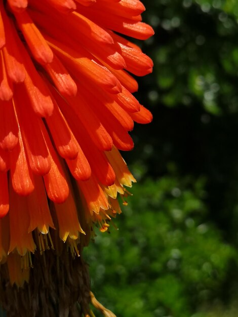 Close-up of red flower