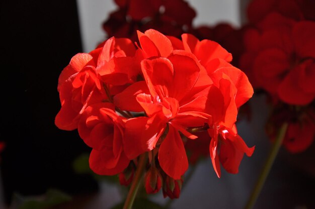 Foto close-up di un fiore rosso