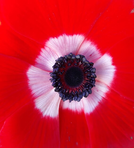 Close-up of red flower