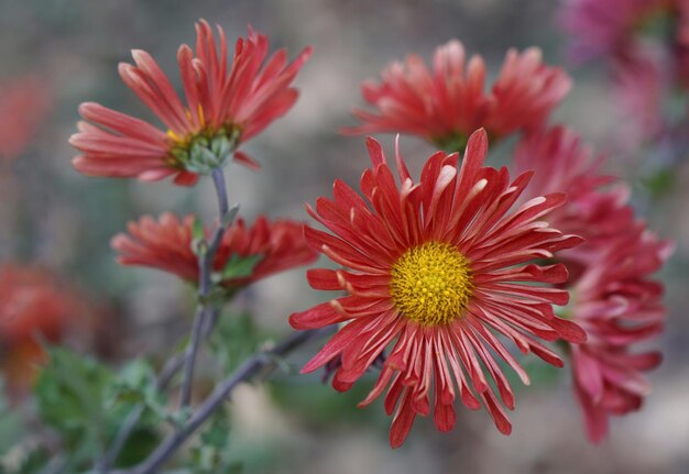 Photo close-up of red flower