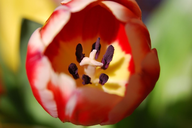 Foto close-up di un fiore rosso