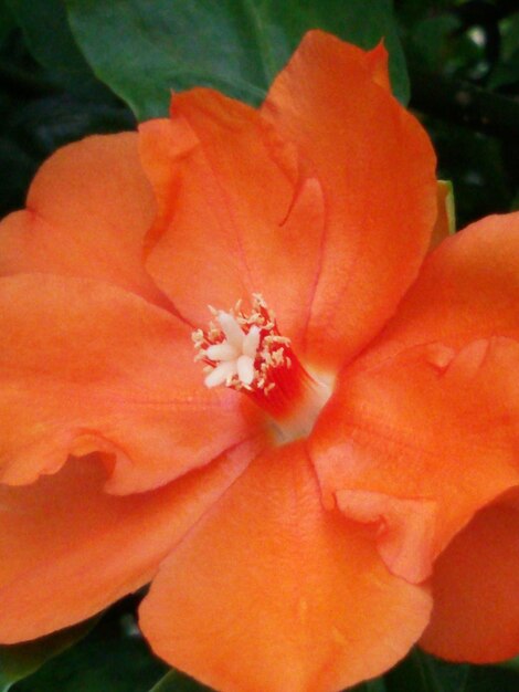 Close-up of red flower