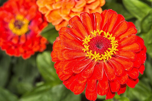 Close-up of red flower