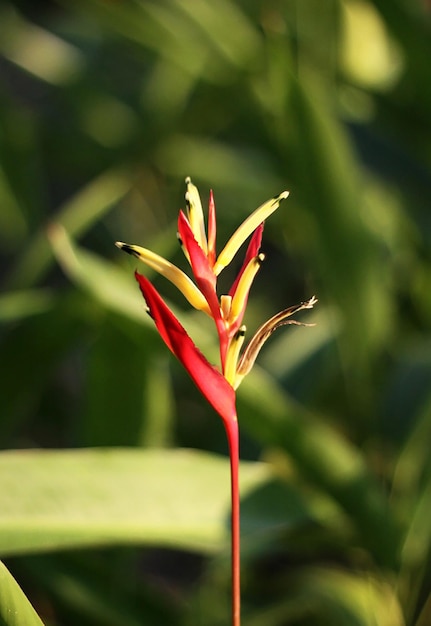 Close-up of red flower