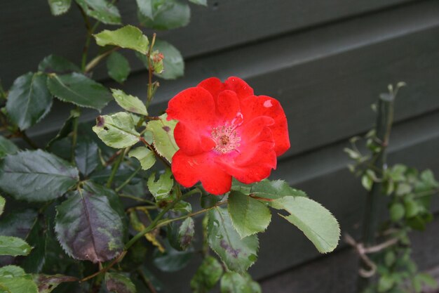 Close-up of red flower