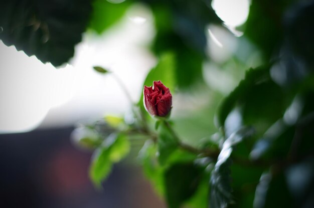 Close-up of red flower