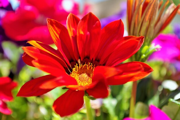 Close-up of red flower