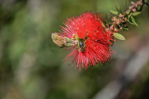 Close-up of red flower