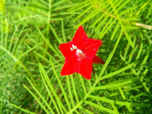 Close-up of red flower