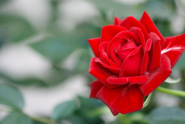 Close-up of red flower