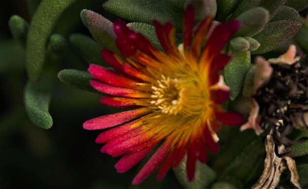 Foto close-up di un fiore rosso