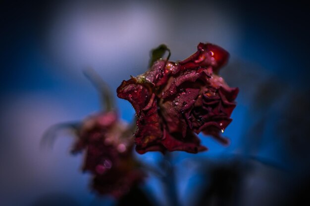 Close-up of red flower