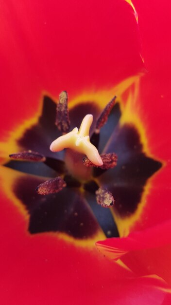 Close-up of red flower