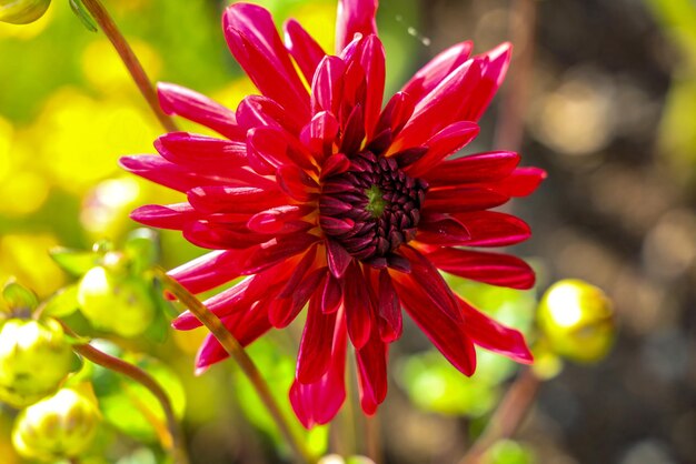 Close-up of red flower