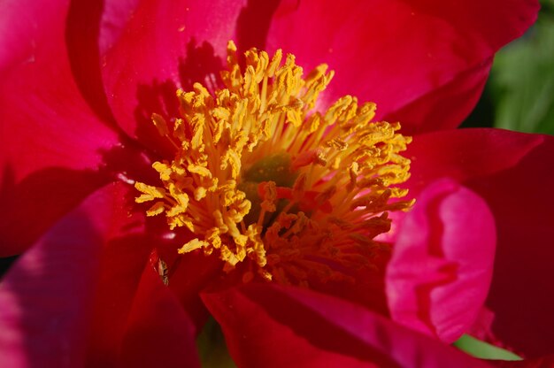 Photo close-up of red flower