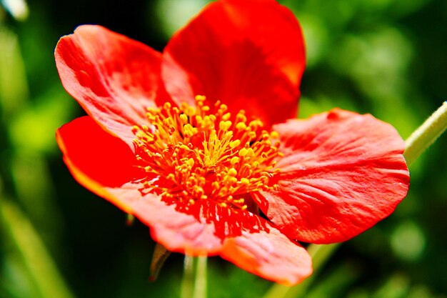 Close-up of red flower