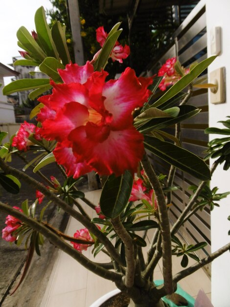 Close-up of red flower