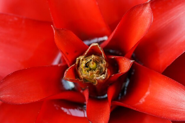 Close-up of red flower