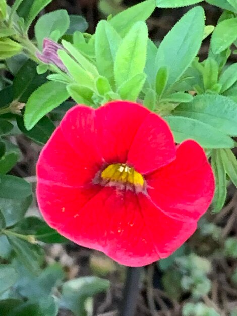 Close-up of red flower