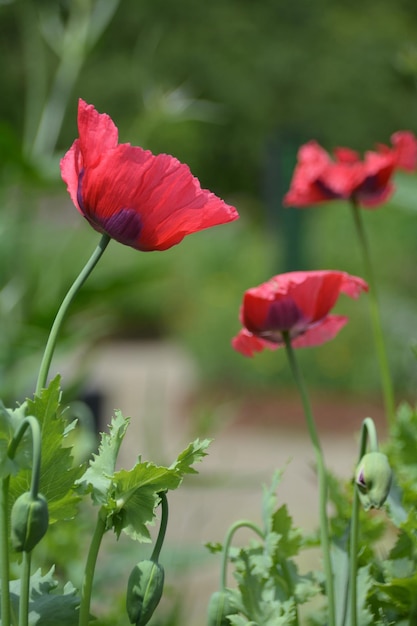 Foto close-up di un fiore rosso