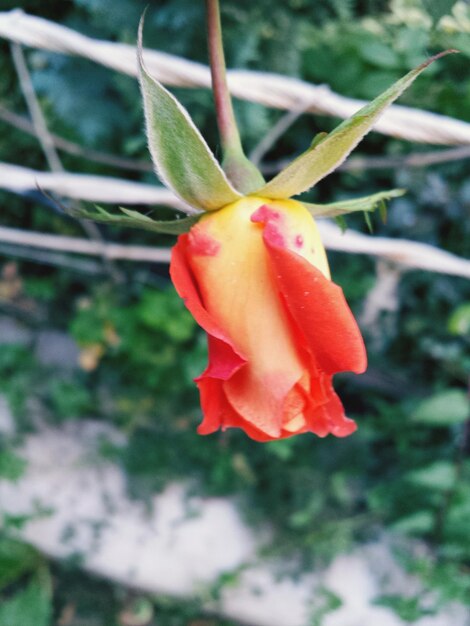 Foto close-up di un fiore rosso