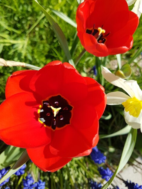 Close-up of red flower