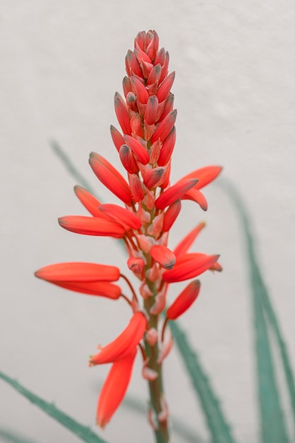 Foto close-up di un fiore rosso