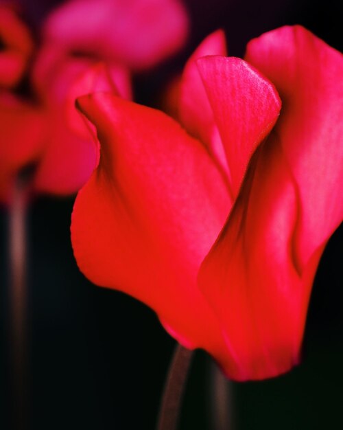 Photo close-up of red flower