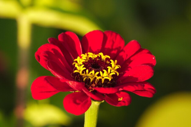 Close-up of red flower