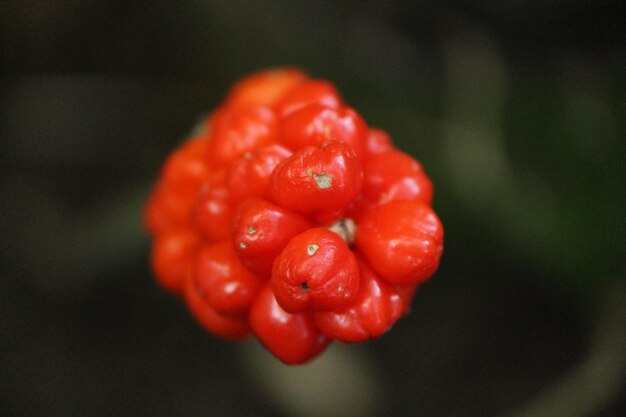 Foto close-up di un fiore rosso