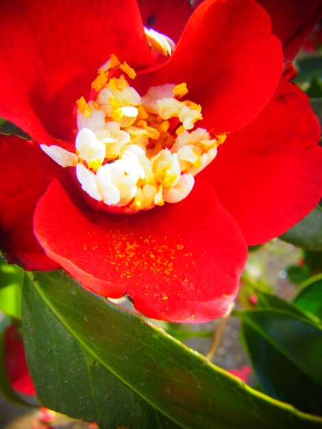 Close-up of red flower