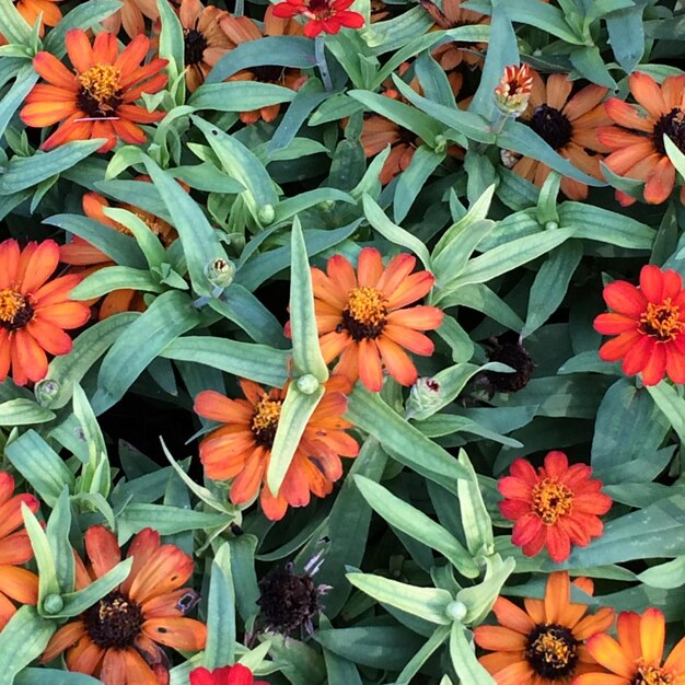 Foto close-up di un fiore rosso