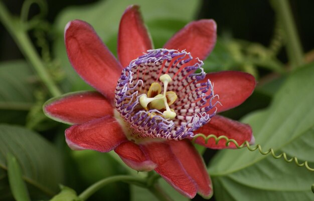 Foto close-up di un fiore rosso