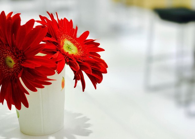 Close-up of red flower