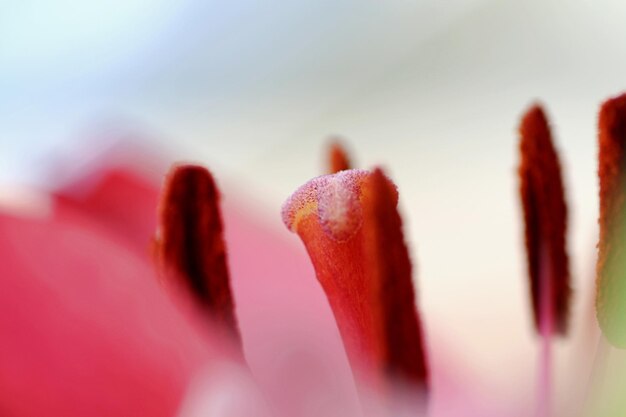 Foto close-up di un fiore rosso