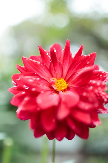 Photo close-up of red flower