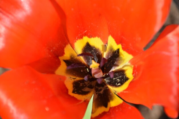 Close-up of red flower