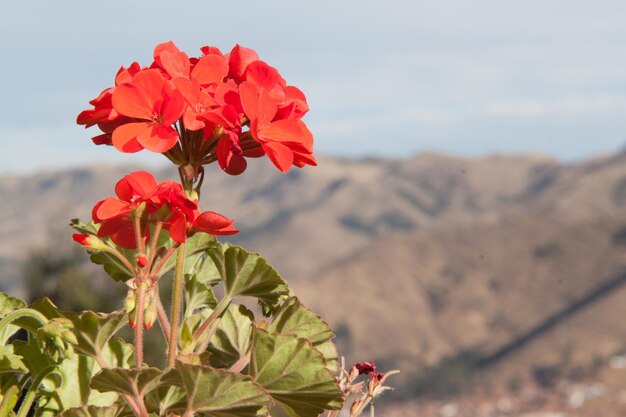 Foto close-up di un fiore rosso