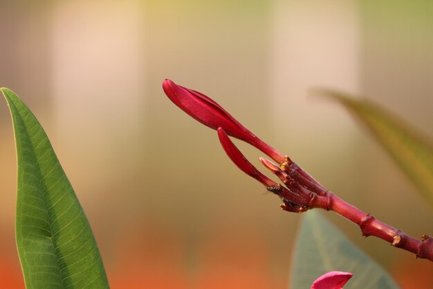 Foto close-up di un fiore rosso