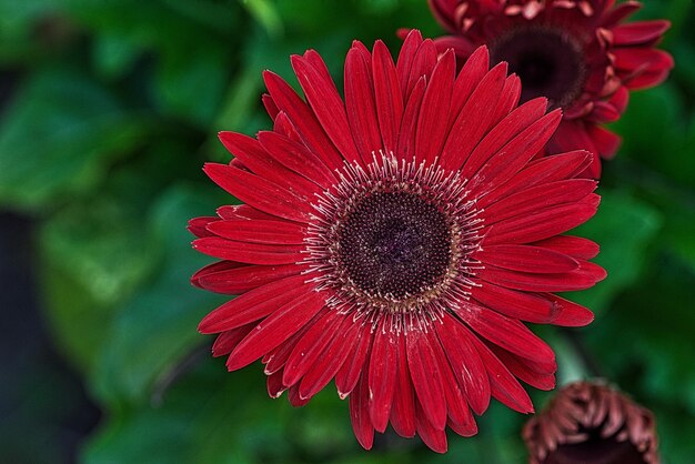 Close-up of red flower